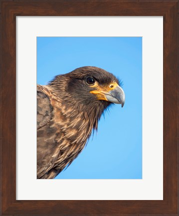 Framed Adult With Typical Yellow Skin In Face Striated Caracara Or Johnny Rook, Falkland Islands Print