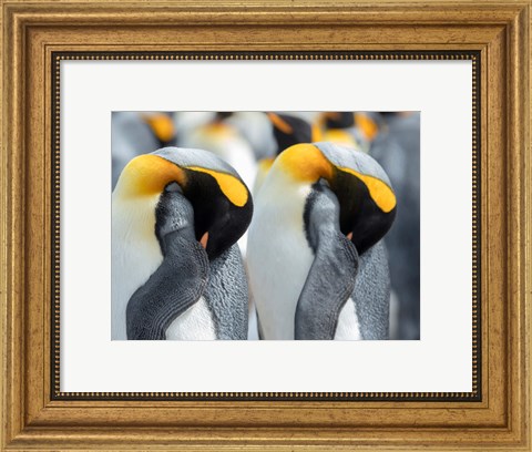 Framed King Penguin On Falkland Islands 1 Print