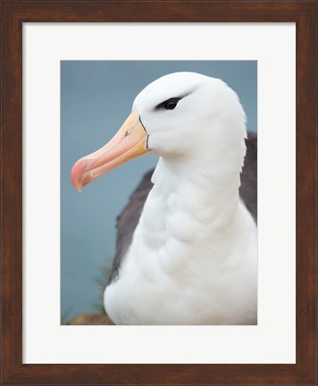 Framed Black-Browed Albatross, Falkland Islands Print