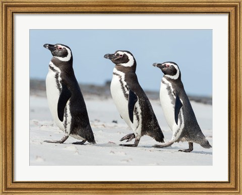 Framed Magellanic Penguin, Falkland Islands Print