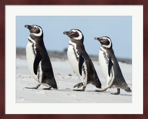 Framed Magellanic Penguin, Falkland Islands Print