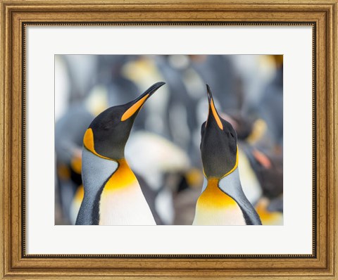 Framed King Penguin, Falkland Islands 3 Print