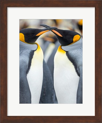 Framed King Penguin, Falkland Islands 4 Print
