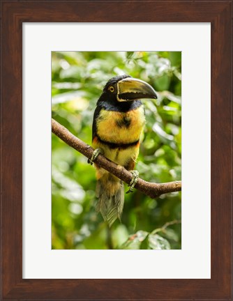 Framed Costa Rica, La Selva Biological Research Station, Collared Aricari On Limb Print