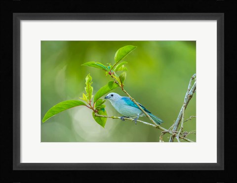 Framed Costa Rica, Sarapiqui River Valley, Blue-Grey Tanager On Limb Print