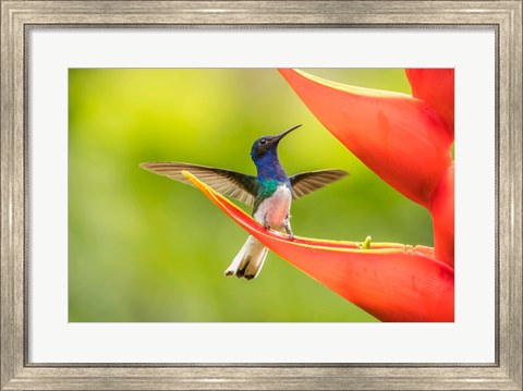Framed Costa Rica, Sarapiqui River Valley, Male White-Necked Jacobin On Heliconia Print