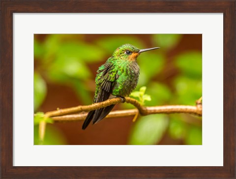 Framed Costa Rica, Monte Verde Cloud Forest Reserve, Female Purple-Throated Mountain Gem Close-Up Print