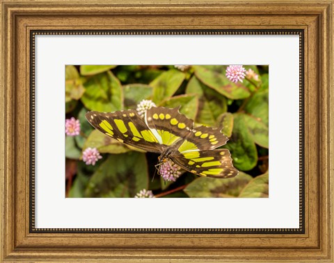 Framed Costa Rica, La Paz River Valley Captive Butterfly In La Paz Waterfall Garden Print