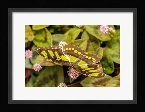 Framed Costa Rica, La Paz River Valley Captive Butterfly In La Paz Waterfall Garden Print