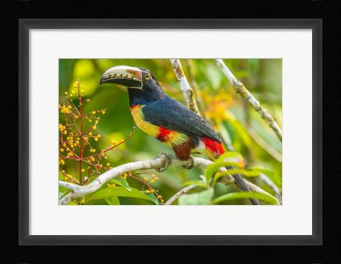Framed Costa Rica, La Selva Biological Station Collared Aricari On Limb Print