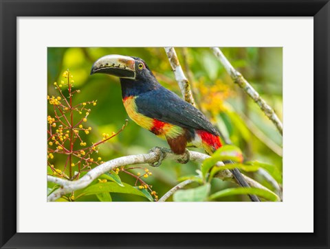Framed Costa Rica, La Selva Biological Station Collared Aricari On Limb Print