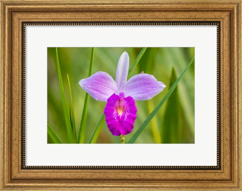Framed Costa Rica, Sarapique River Valley Earth Orchid Blossom Close-Up Print