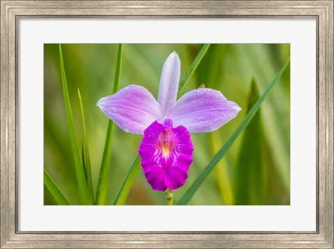 Framed Costa Rica, Sarapique River Valley Earth Orchid Blossom Close-Up Print