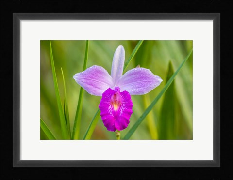 Framed Costa Rica, Sarapique River Valley Earth Orchid Blossom Close-Up Print