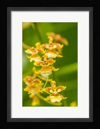 Framed Costa Rica, Sarapique River Valley Orchid Blossoms Print