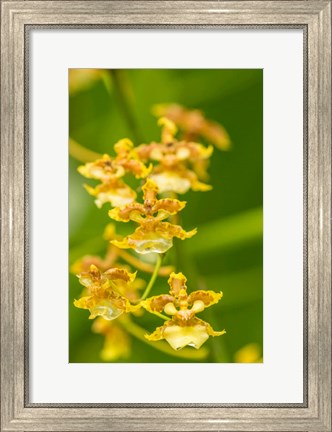 Framed Costa Rica, Sarapique River Valley Orchid Blossoms Print