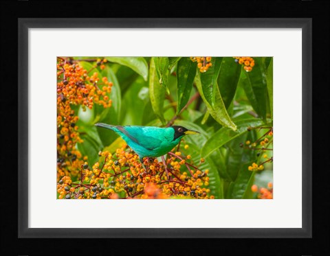 Framed Costa Rica, Arenal Green Honeycreeper And Berries Print