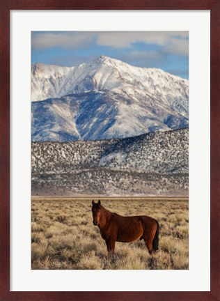 Framed California White Mountains And Wild Mustang In Adobe Valley Print