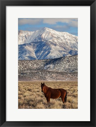 Framed California White Mountains And Wild Mustang In Adobe Valley Print