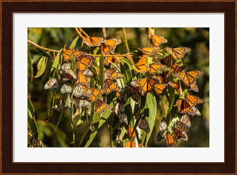 Framed California, San Luis Obispo County Clustering Monarch Butterflies On Branches Print