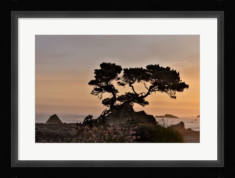 Framed Cypress Tree At Sunset Along The Northern California Coastline, Crescent City, California Print