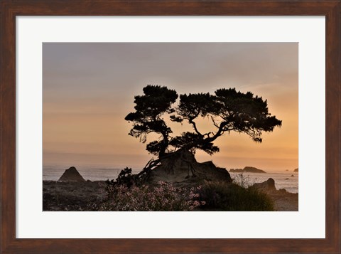 Framed Cypress Tree At Sunset Along The Northern California Coastline, Crescent City, California Print