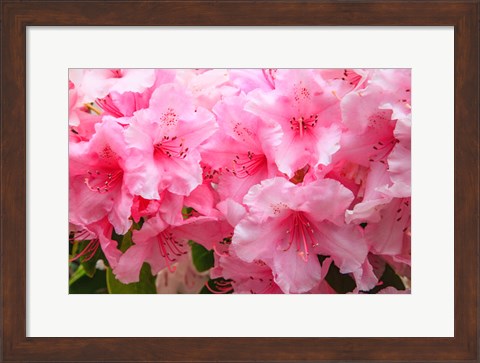 Framed Evergreen Azalea Blooms In The Spring And Summer Print