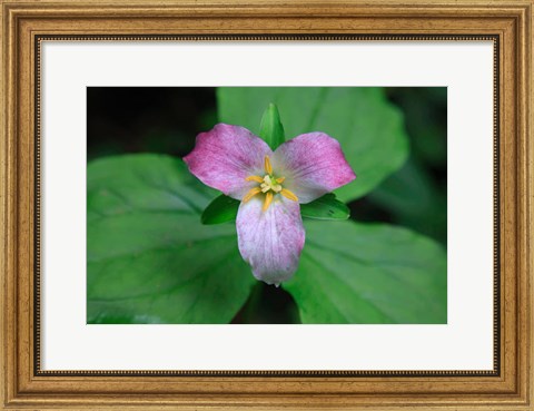 Framed Trillium Perennial Flowering Plant Print