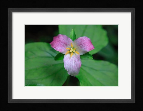 Framed Trillium Perennial Flowering Plant Print
