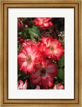 Framed Betty Boop Rose Is A Hybrid Rose With A Moderately Fruity Aroma Print