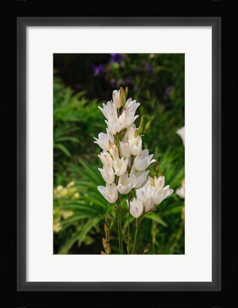 Framed Pasqueflower Is An Ember Of The Buttercup Family Print