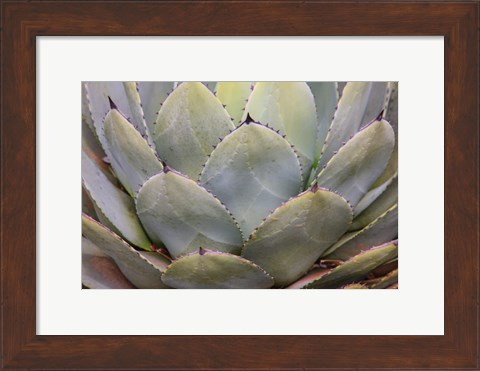 Framed Parry&#39;s Agave Or Mescal Agave Print