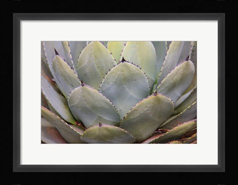 Framed Parry's Agave Or Mescal Agave Print