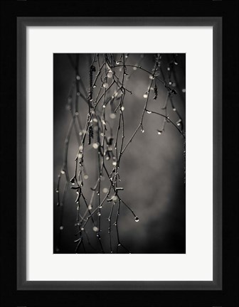 Framed Bare Branches 2017 Print