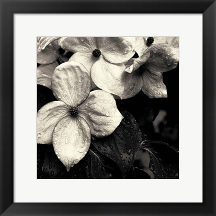 Framed Dogwood Flower No. 3 Print