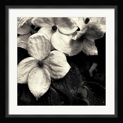 Framed Dogwood Flower No. 3 Print