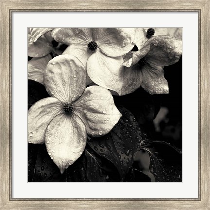 Framed Dogwood Flower No. 3 Print