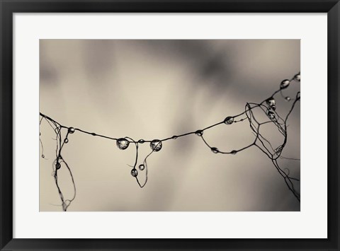 Framed Moss 2017 Print