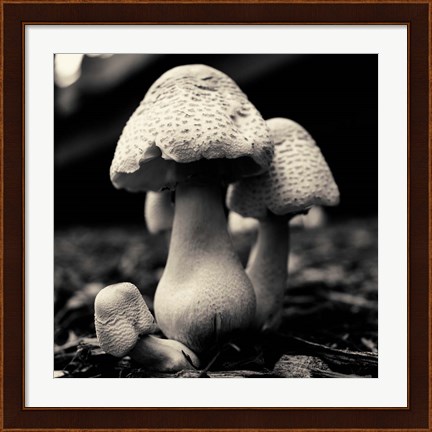 Framed Mushroom No. 3 Print