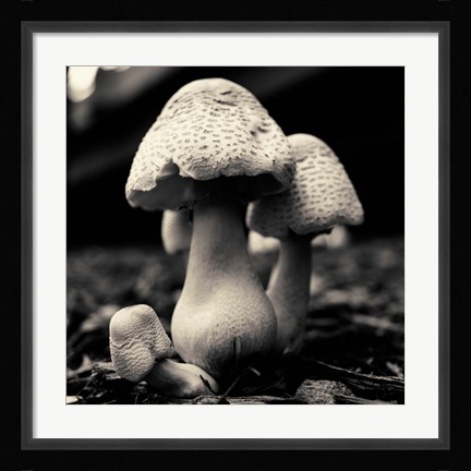 Framed Mushroom No. 3 Print