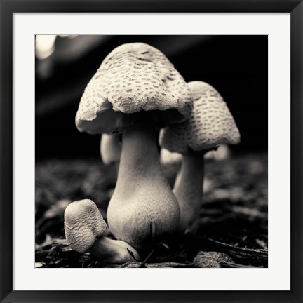 Framed Mushroom No. 3 Print