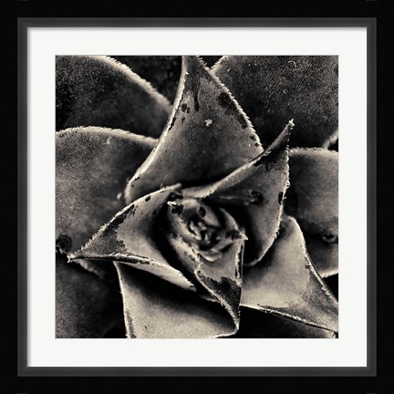 Framed Seattle Succulents Print