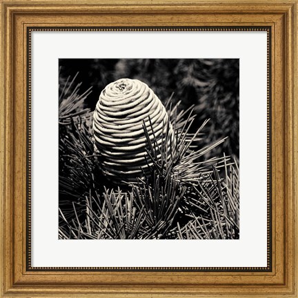 Framed Spruce Cone Print