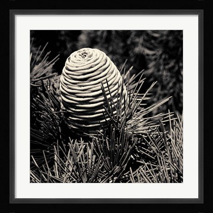 Framed Spruce Cone Print