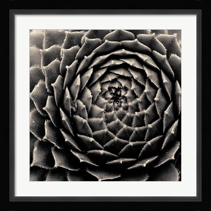 Framed Succulent Print