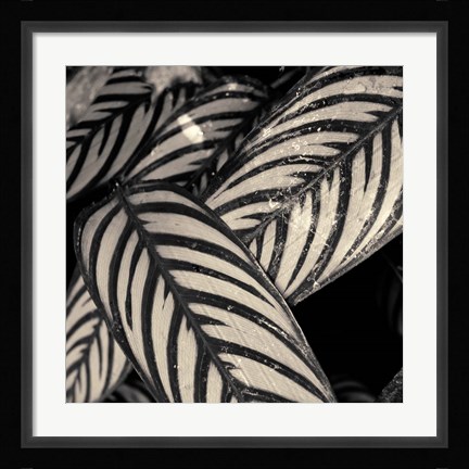 Framed Varigated Leaves No. 2 Print