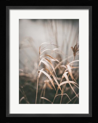 Framed Reed 2 Print