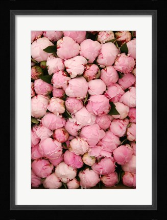 Framed Peony 2 Print