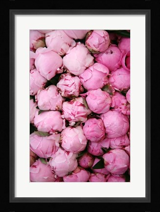 Framed Peony 3 Print