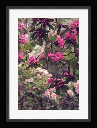 Framed Rhododendrons Print